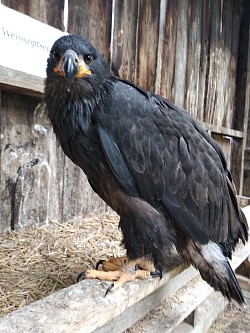 Weißkopfseeadler (Jung)